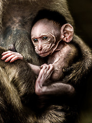 Image showing Baby monkey - Macacus mulatta also called the rhesus monkey