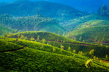 Image showing Tea plantations in India