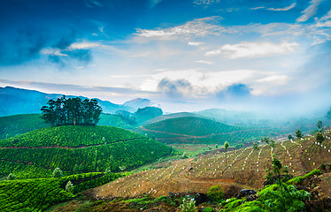 Image showing Tea plantations in India