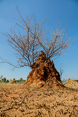 Image showing acacia bush