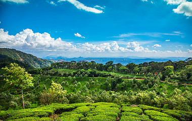 Image showing Tea plantations in India