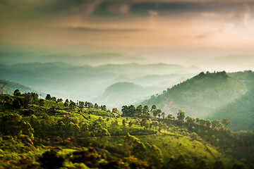 Image showing Tea plantations in India (tilt shift lens)