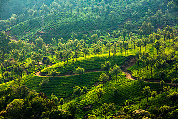 Image showing Tea plantations in India