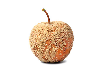 Image showing Rotten Apple