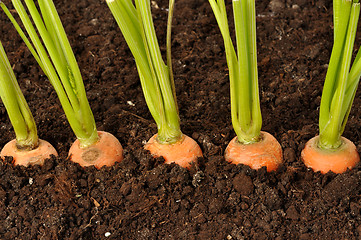 Image showing Carrots