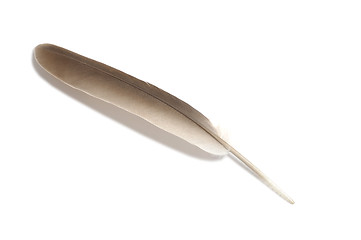 Image showing Feather