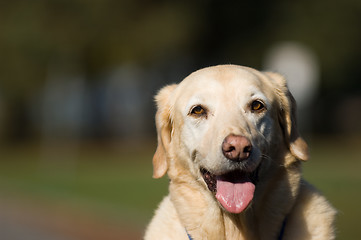 Image showing Golden retriever