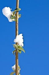 Image showing  Branch with snow