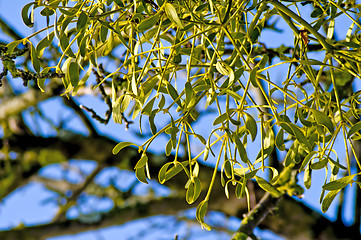 Image showing Mistletoe