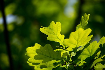 Image showing Leaves