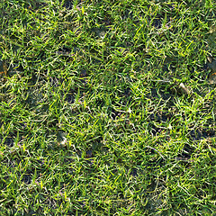 Image showing Grass. Seamless Texture.