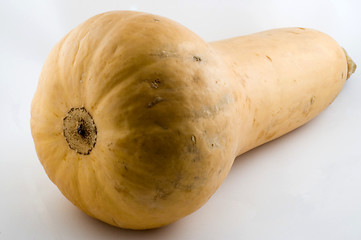 Image showing Butternut Squash