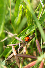 Image showing Ladybird 