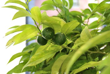 Image showing Mandarin tree 