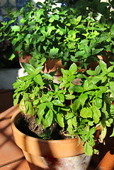 Image showing Herbs in the pot