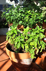 Image showing Herbs in the pot