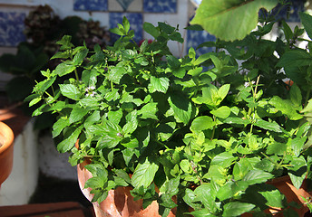 Image showing Mint in the pot