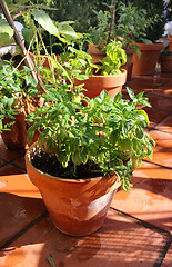 Image showing Herbs in the pot