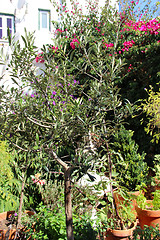 Image showing Well designed terrace with flowers