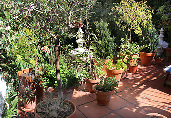 Image showing Herbs in the pot 