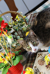 Image showing Easter rabbit and funny cat