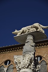 Image showing Lupa di Siena