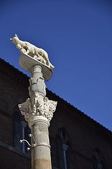 Image showing Lupa di Siena