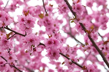 Image showing Flowers