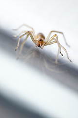 Image showing Spider