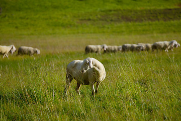 Image showing Sheep