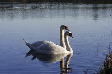 Image showing mute swans