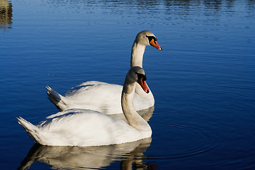 Image showing pair of swans