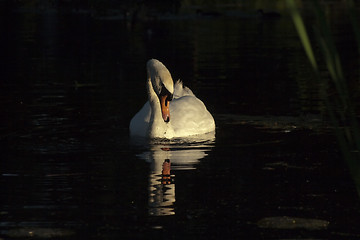 Image showing my reflection