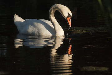 Image showing mirror