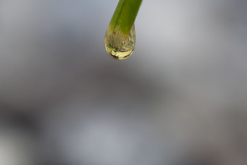 Image showing oil on straw