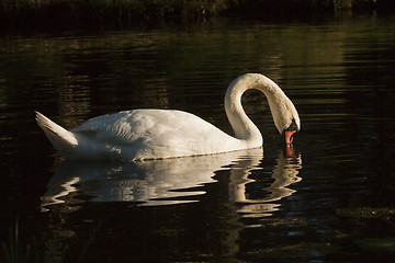 Image showing swan