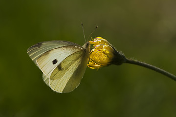 Image showing butterfly