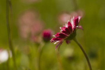 Image showing bellis