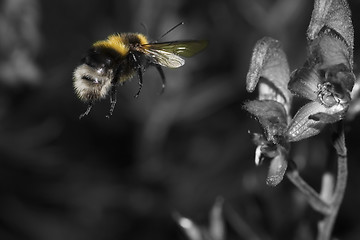 Image showing bumble bee in flight