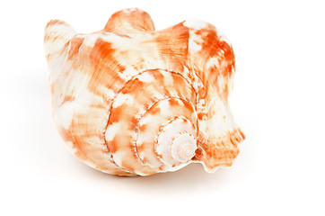 Image showing Conch Sea Shell