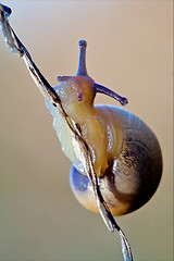 Image showing gastropoda  phyla minori on a brown branch