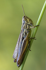 Image showing  grasshopper chorthippus 