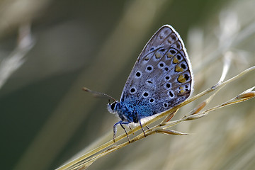 Image showing wild blue orange  butterfly