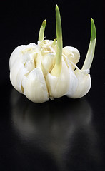 Image showing Garlic