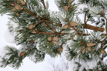 Image showing Pine branch with cones