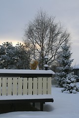 Image showing winter garden