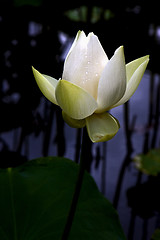 Image showing white nymphaea alba 