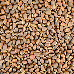 Image showing Cedar nuts texture