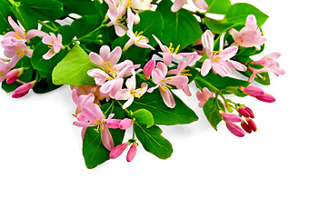 Image showing Honeysuckle with pink flowers bouquet