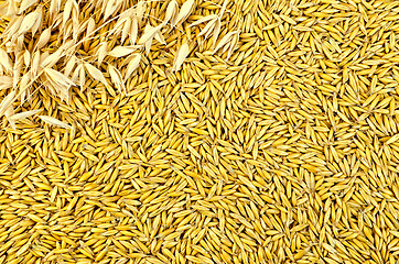 Image showing Texture from oat grains with stalks of oats